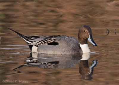 Northern Pintail