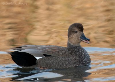 Gadwall