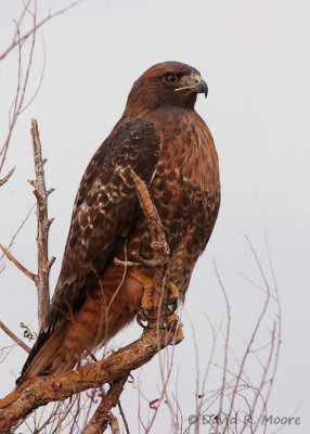Red-tailed Hawk