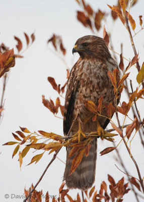 Red-shouldered Hawk