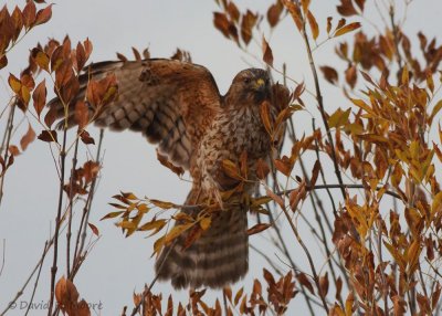 Sacramento NWR, et al. 2008