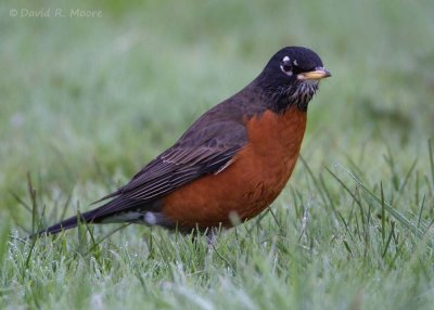 American Robin