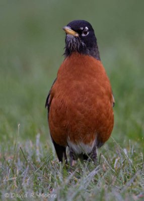 American Robin