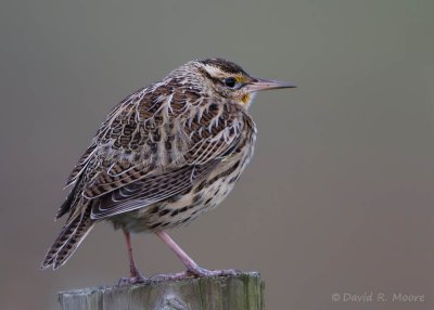Western Meadowlark