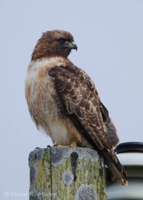 Red-tailed Hawk