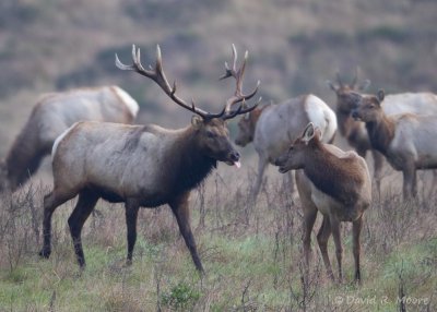 Tule Elk