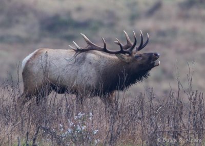 Tule Elk