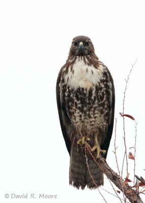 Red-tailed Hawk