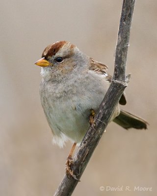 White-crowned Sparrow