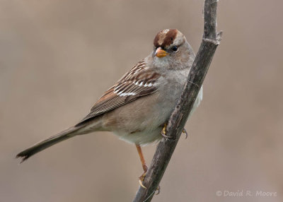 White-crowned Sparrow