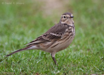 American Pipit