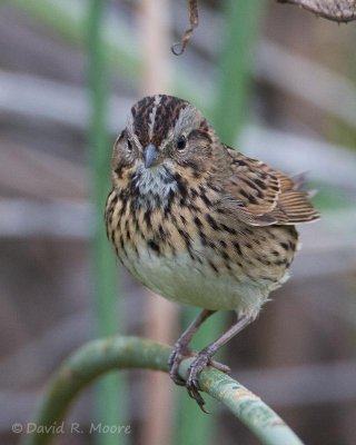 Lincoln's Sparrow