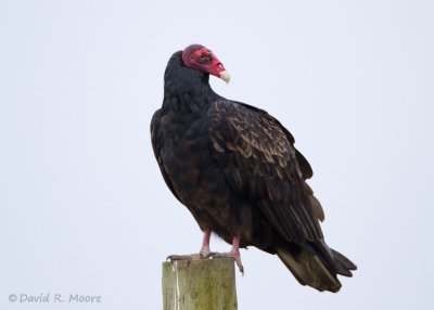 Turkey Vulture