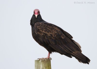 Turkey Vulture