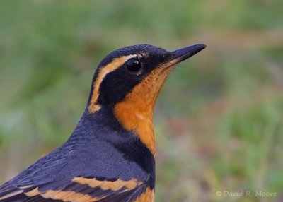 Varied Thrush