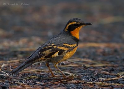Varied Thrush