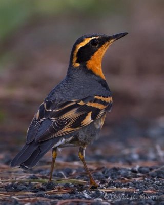 Varied Thrush