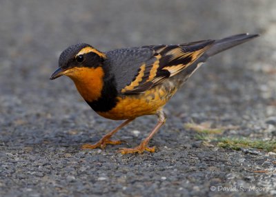Varied Thrush
