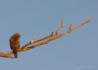 Red-tailed Hawk