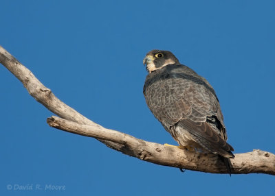 Peregrine Falcon