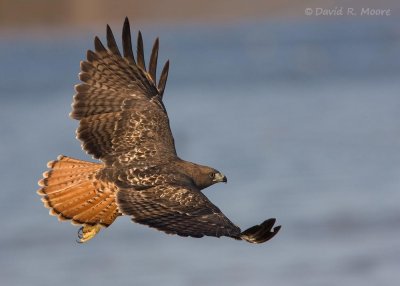 Red-tailed Hawk