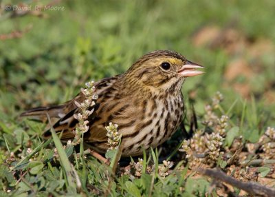 Savannah Sparrow