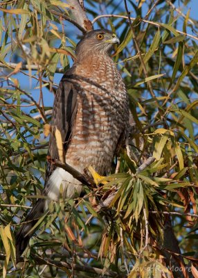 Cooper's Hawk