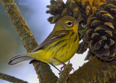 Prairie Warbler