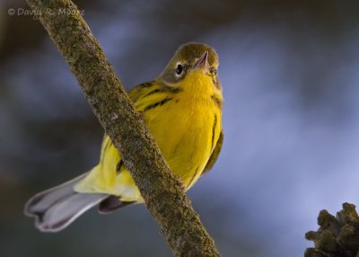 Prairie Warbler