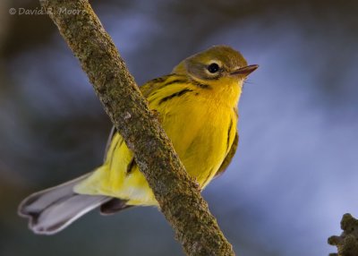 Prairie Warbler