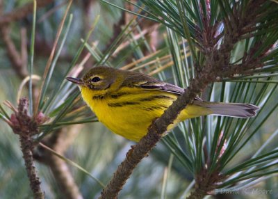 Prairie Warbler