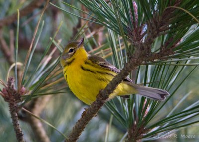 Prairie Warbler