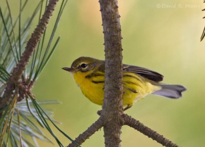 Prairie Warbler