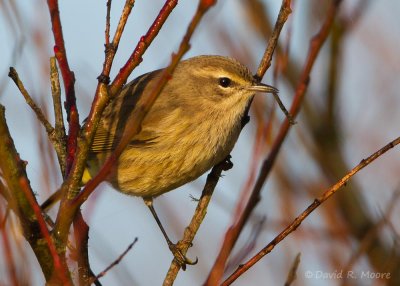 Palm Warbler