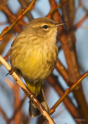 Palm Warbler