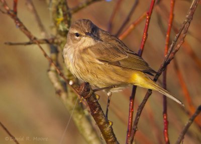 Palm Warbler