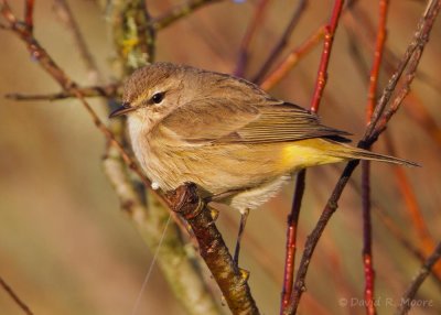 Palm Warbler