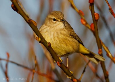 Palm Warbler