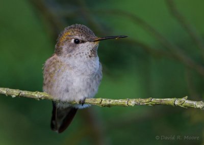 Anna's Hummingbird