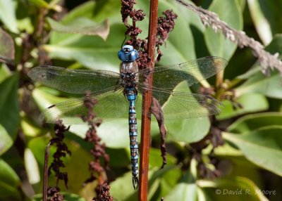 Blue-eyed Darner