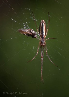 Spider sp.