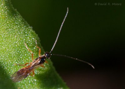 Wasp sp.