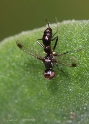 Signal Fly
