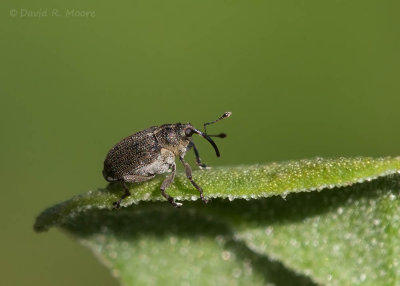 Snout beetle