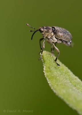 Snout beetle