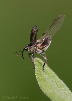 Snout beetle