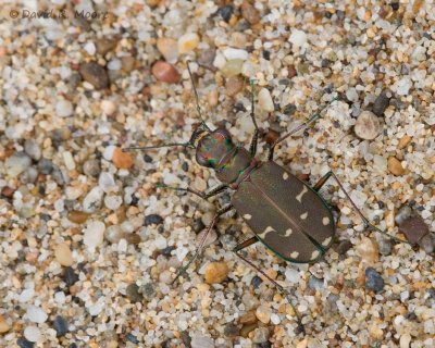 Western Tiger Beetle