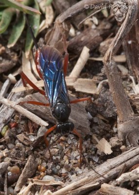 Wasp sp.