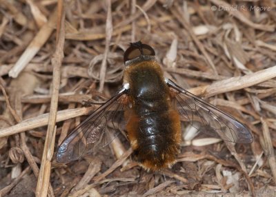 Bee fly