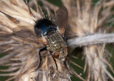 Tachinid sp.